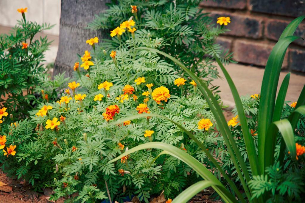 Bosveld Guest House Onverwacht エクステリア 写真